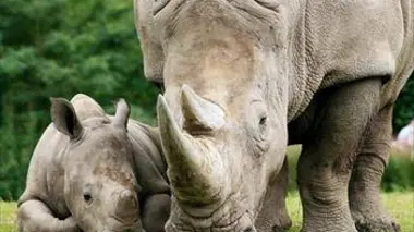 Naissances au zoo : au secours des espèces en danger