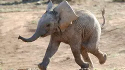 Sur RMC Life à 22h35 : Naissances extraordinaires au zoo