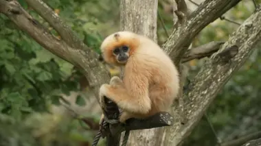 Lionceau, gibbon et tamanoir