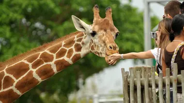 Singe, girafon et tapir