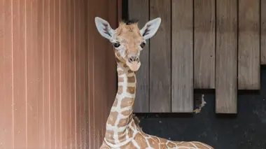 Girafon, paresseux et singe