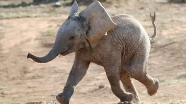 Naissances extraordinaires au zoo Eléphanteau, babiroussa et manchots