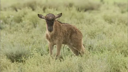 Naître et survivre dans le Serengeti