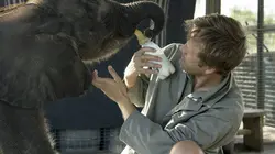 Naledi, l'éléphanteau orphelin