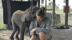 Naledi, l'éléphanteau orphelin