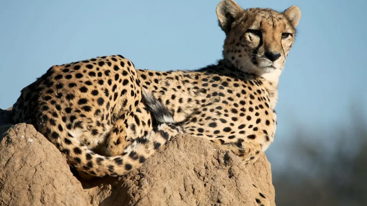 Namibie : l'espoir renaît pour les guépards