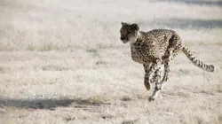 Namibie : l'espoir renaît pour les guépards