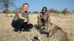Namibie : l'espoir renaît pour les guépards