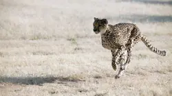 Namibie : l'espoir renaît pour les guépards