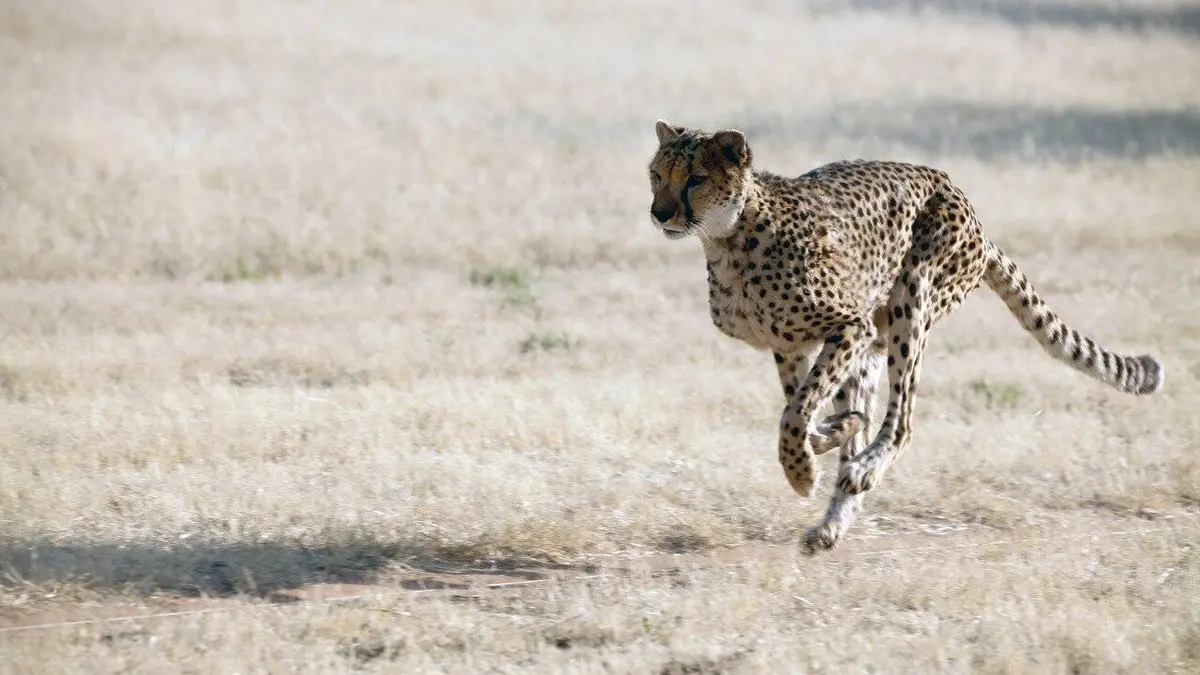 Namibie : l'espoir renaît pour les guépards