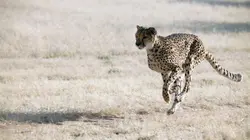 Namibie : l'espoir renaît pour les guépards