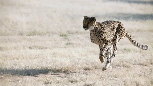 Namibie : l'espoir renaît pour les guépards