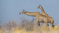 Namibie, perle de l'Afrique australe