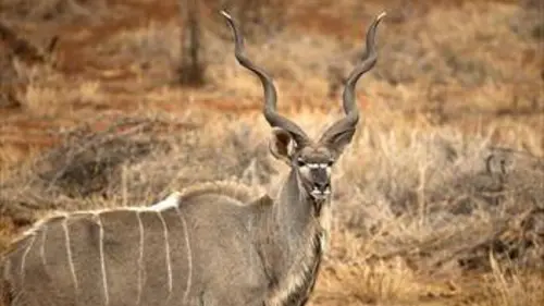 Namibie sauvage S01E01 Un trésor naturel
