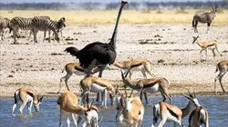 Visuel de Namibie sauvage