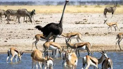 Namibie sauvage S01E03 Le grand désert blanc d’Etosha