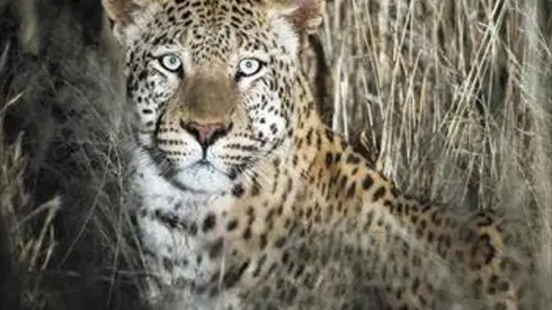 Namibie sauvage S01E06 La réserve d’Erindi