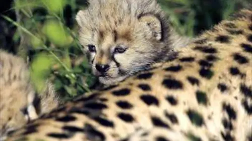 Namibie sauvage S01E07 Especes menacées et conservation