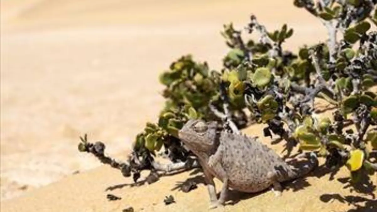 Namibie sauvage S01E08 Le désert du Namib