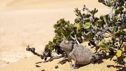 Visuel de Namibie sauvage