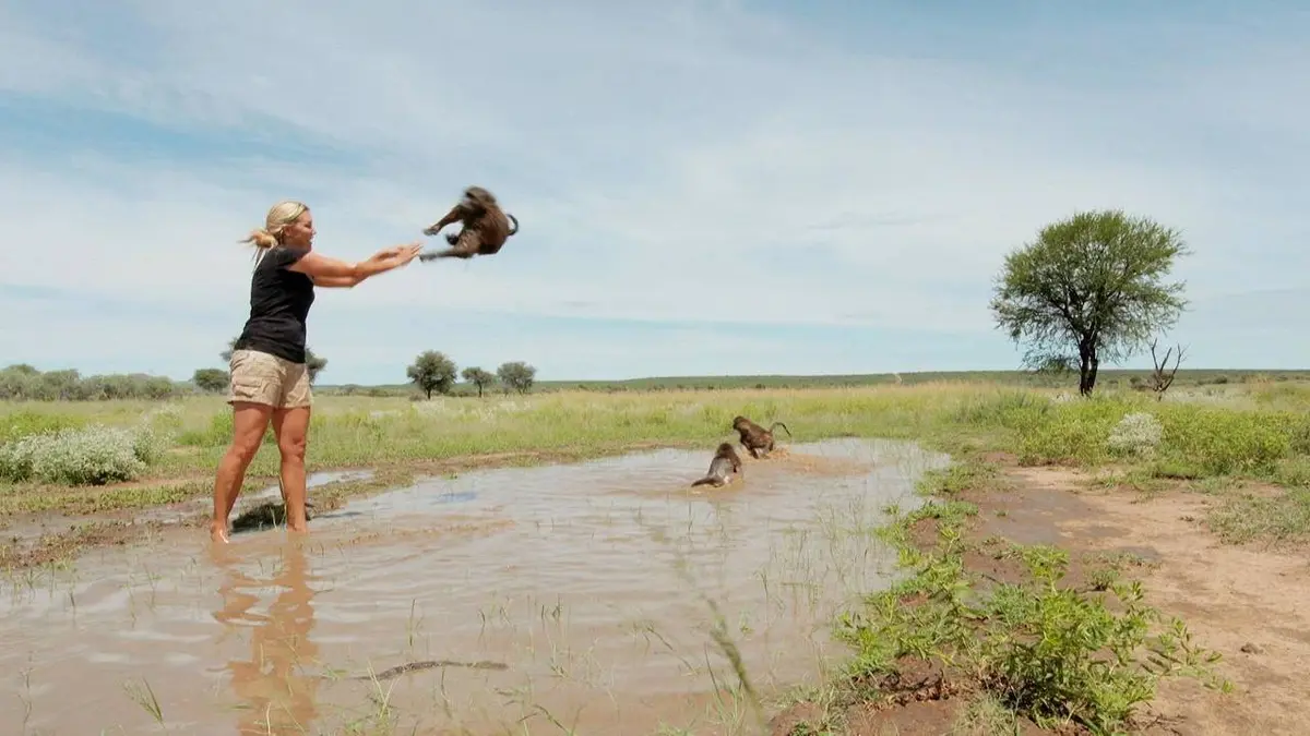 Namibie sauvage E11 Babouins
