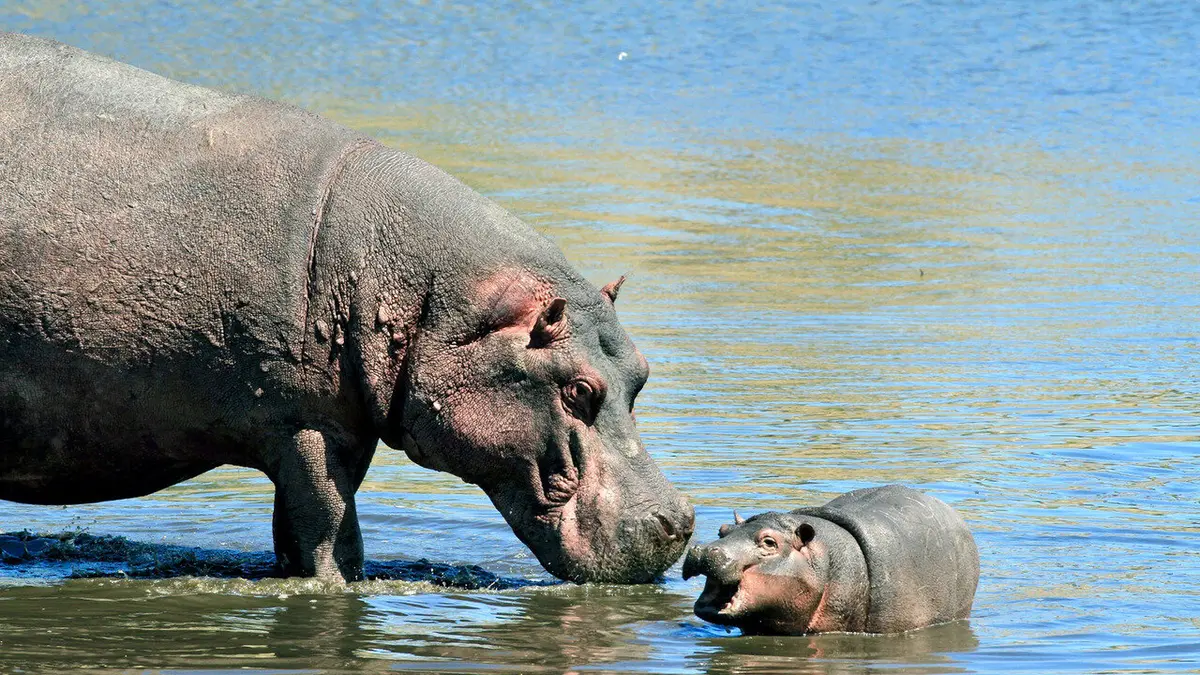 Épisodes de Namibie sauvage