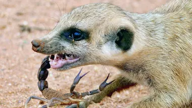 Namibie sauvage Héros modestes, prédateurs féroces