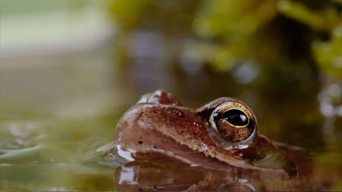 Nanosurvies, les pouvoirs invisibles de la nature Nanosurvies, les pouvoirs invisibles de la nature