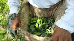 Narco Wars L'après-Escobar