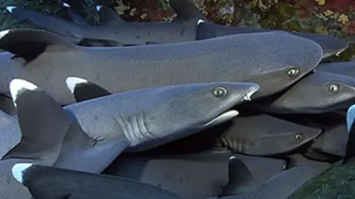 National Geographic Requins au rendez-vous