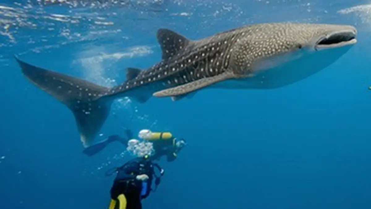 National Geographic Mystérieux requins-baleines