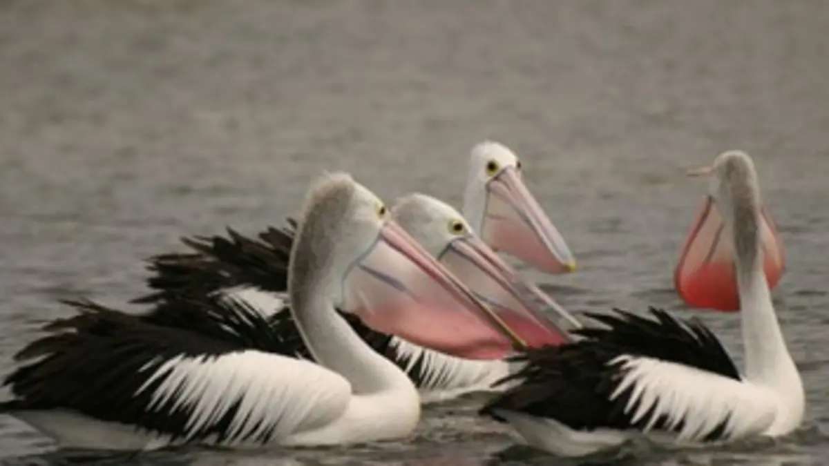 National Geographic Les pélicans voyageurs