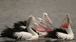 Visuel de National Geographic