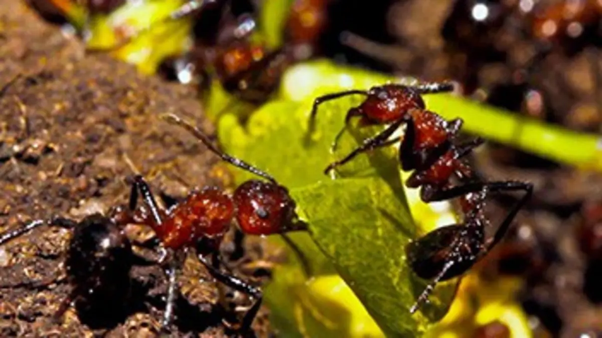 National Geographic S02E03 Dans le désert