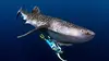 National Geographic Mystérieux requins-baleines
