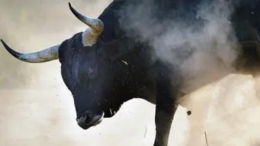 Le retour des aurochs