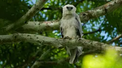 Le castor a toujours tort S34E08 Le castor a toujours tort