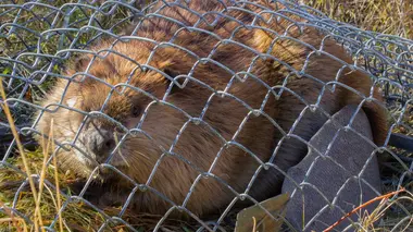 Le castor a toujours tort