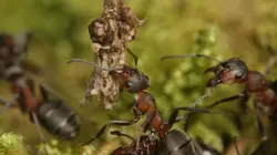 Natural World S37E08 Les supercolonies de fourmis