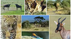 Natural World : Florida: America's Animal Paradise