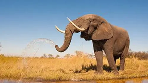 Nature fragile S01E02 La savane africaine