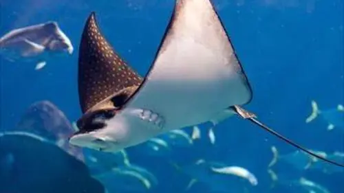 Nature fragile S01E06 Les océans