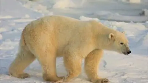 Nature fragile S01E05 L'Arctique