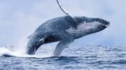 Visuel de Nature fragile