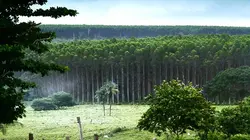 Nature, le nouvel eldorado de la finance