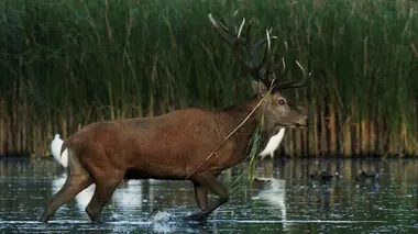 Allemagne, la métamorphose de la Lusace
