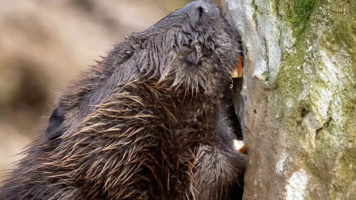 Nature, le retour du sauvage Le castor en Angleterre : un effet big bang