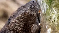 Visuel de Nature, le retour du sauvage