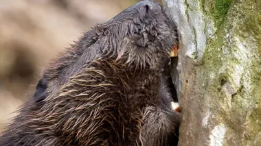 Le castor en Angleterre : un effet big bang