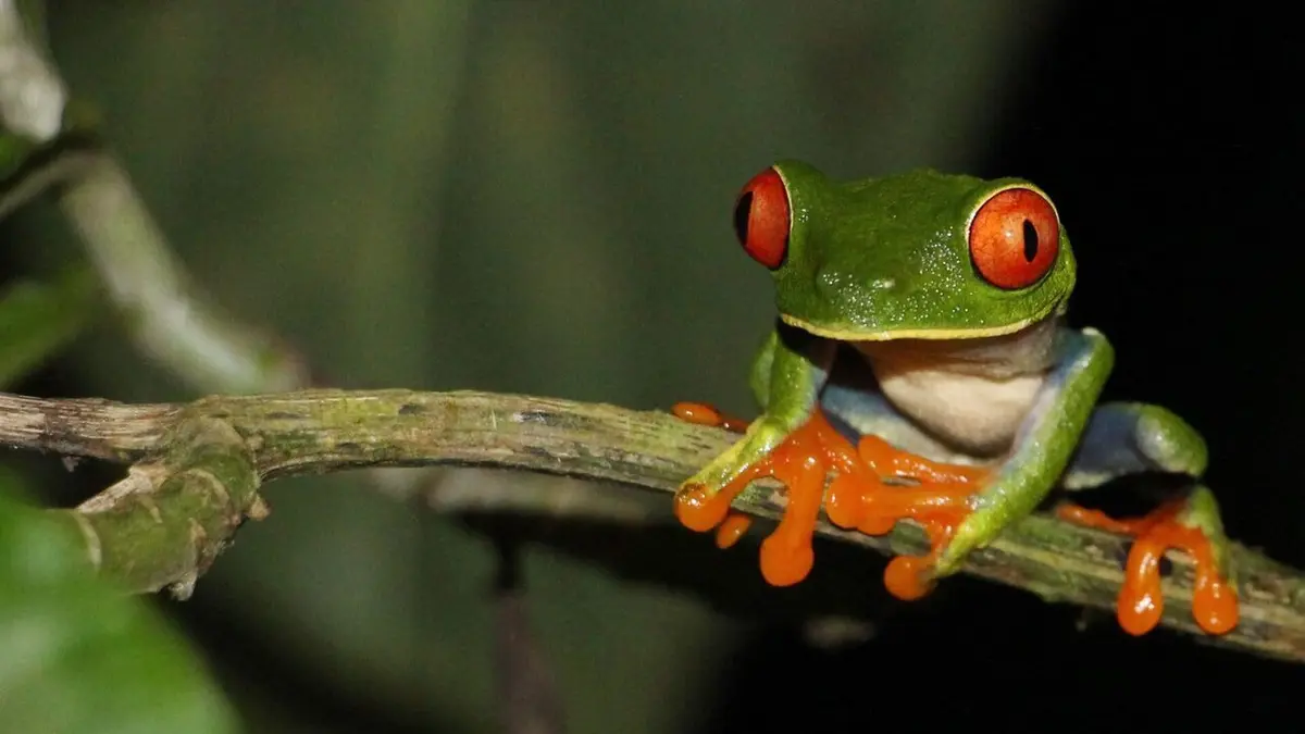 Nature, le retour du sauvage Costa Rica, au chevet de la forêt tropicale